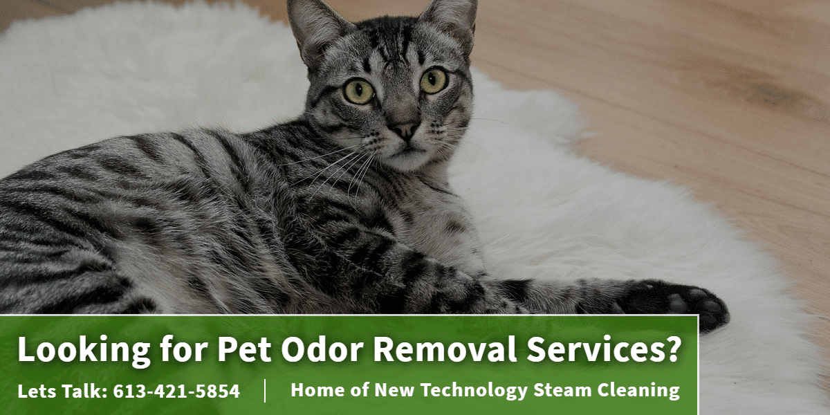 Looking for Pet Odor Removal Services_