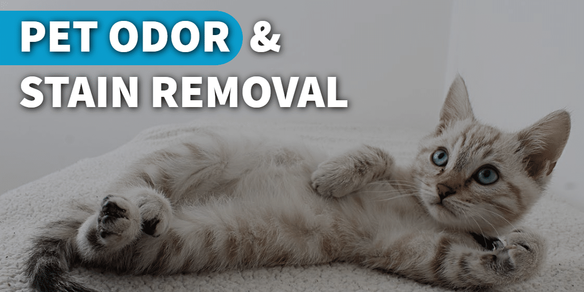 Pet Odor & Stain Removal - Featured Image