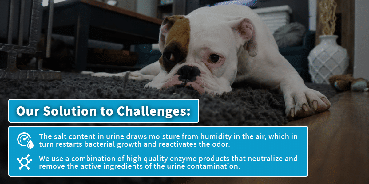 Solution to removing Pet Stains & Odors